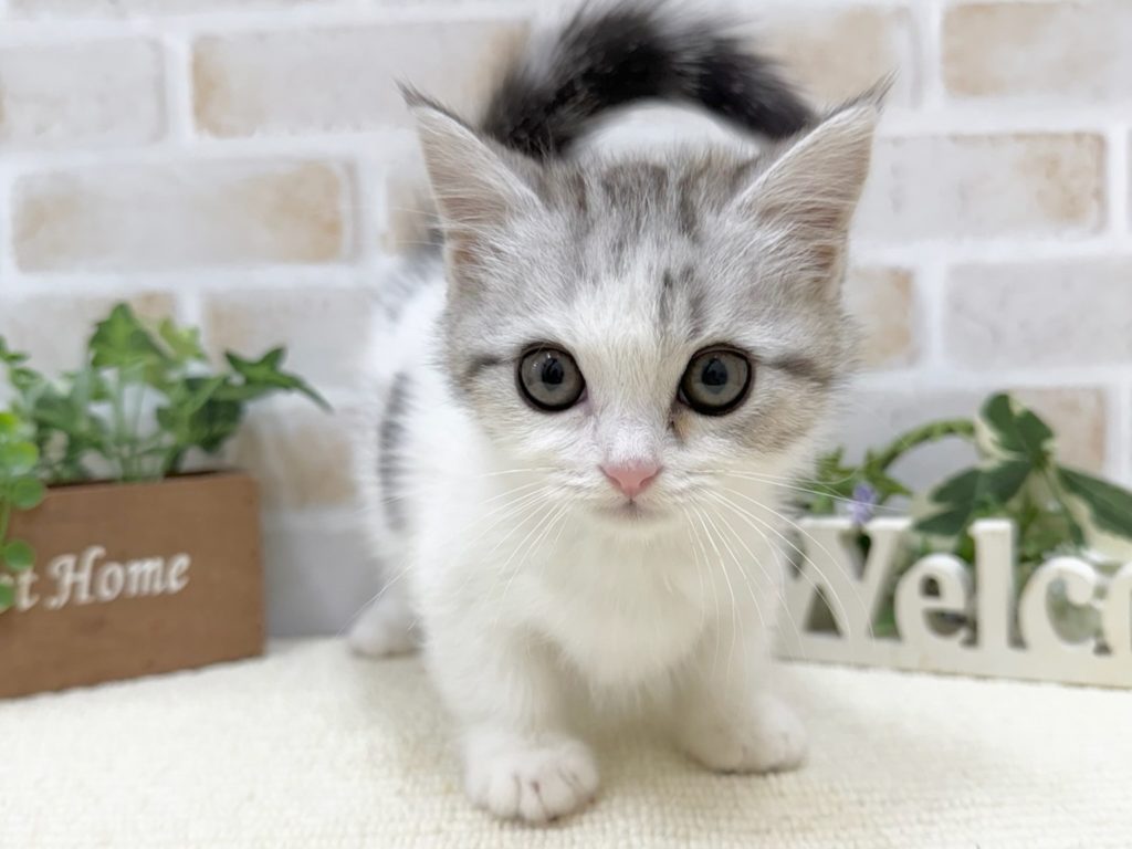 チワワ（女の子） | Zoomore青森店【ダイヤモンドケンネル】