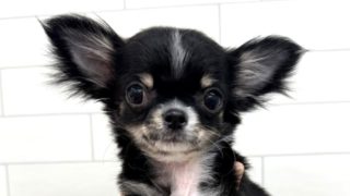 チワワ(男の子) | Zoomore青森店【ダイヤモンドケンネル】