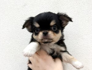 オーダー受付　チワワ　ご予約ページ　5/16 チワワ（女の子） | Zoomore青森店【ダイヤモンドケンネル】