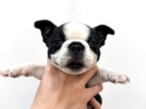 ボストンテリア(男の子) | Zoomore青森店【ダイヤモンドケンネル】